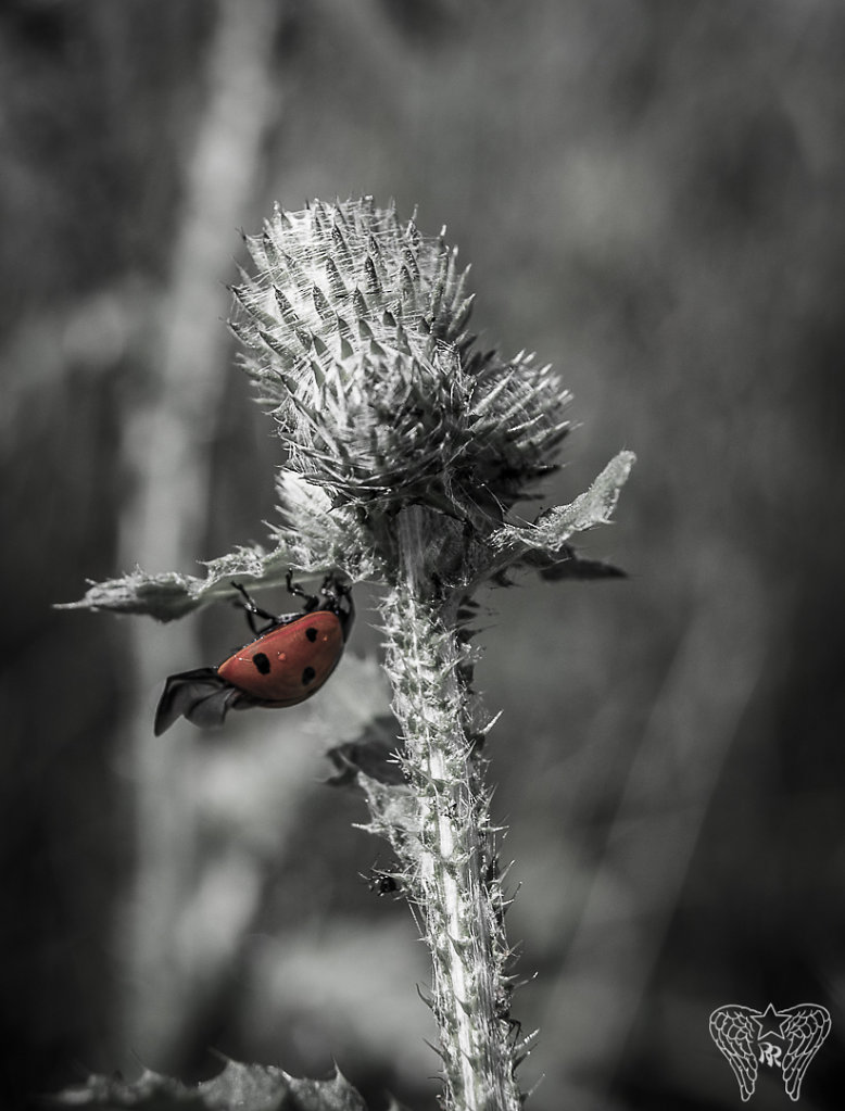 20130721-DSC-0051.jpg